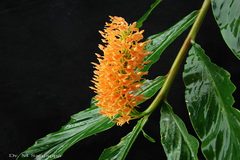 Hedychium densiflorum
